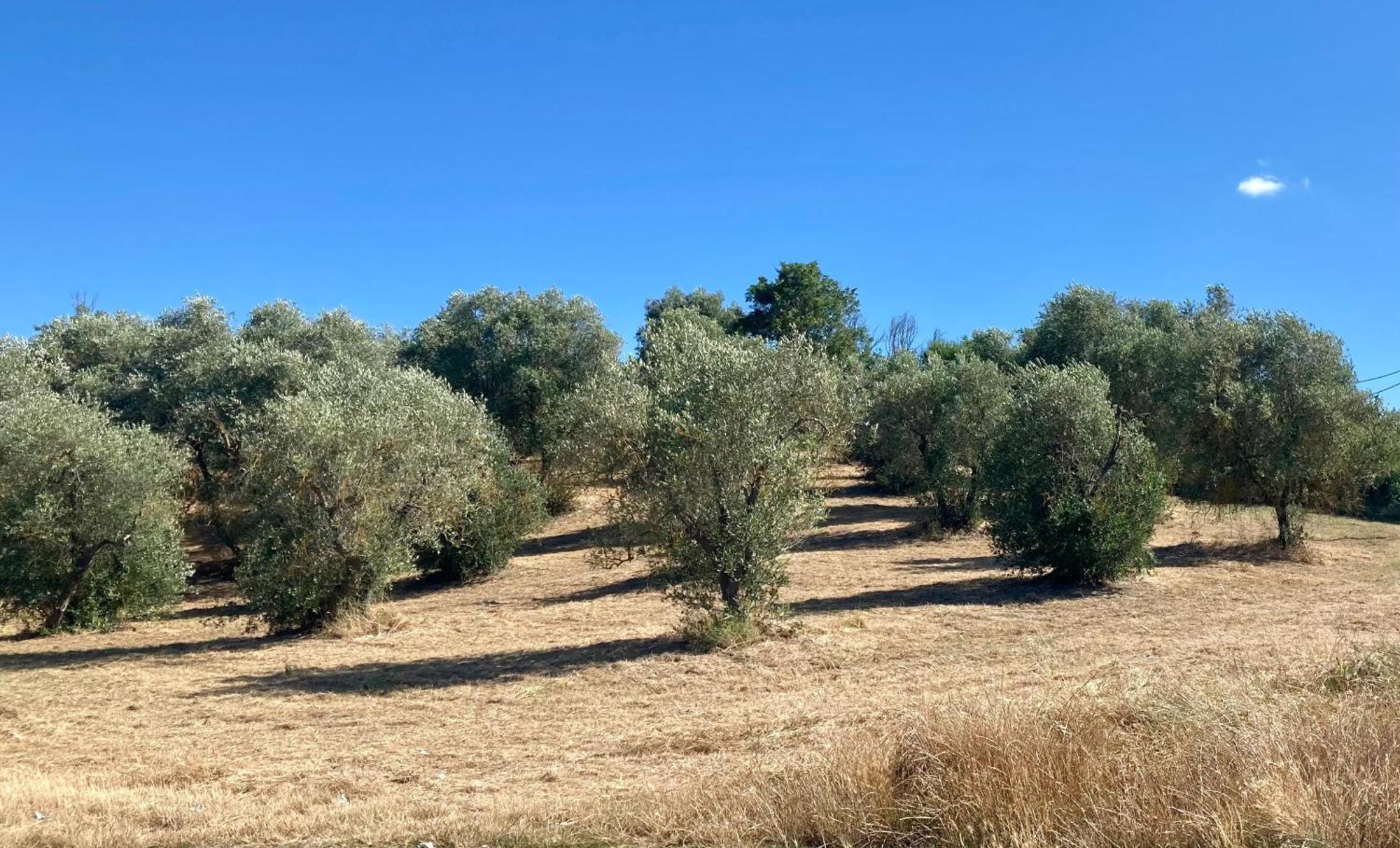 Agriturismo Rigone In Chianti Montaione Eksteriør bilde